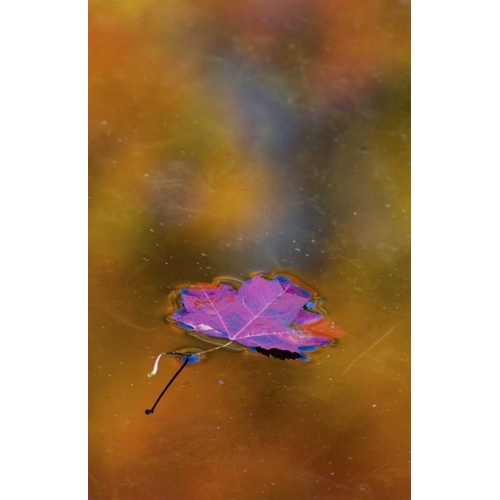 Canada, Quebec Autumn leaf on pond